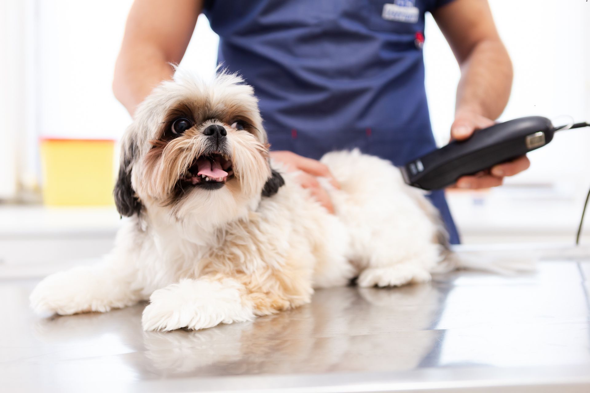 Pamper Your Dog Shreveport, LA Paradise Pet Grooming