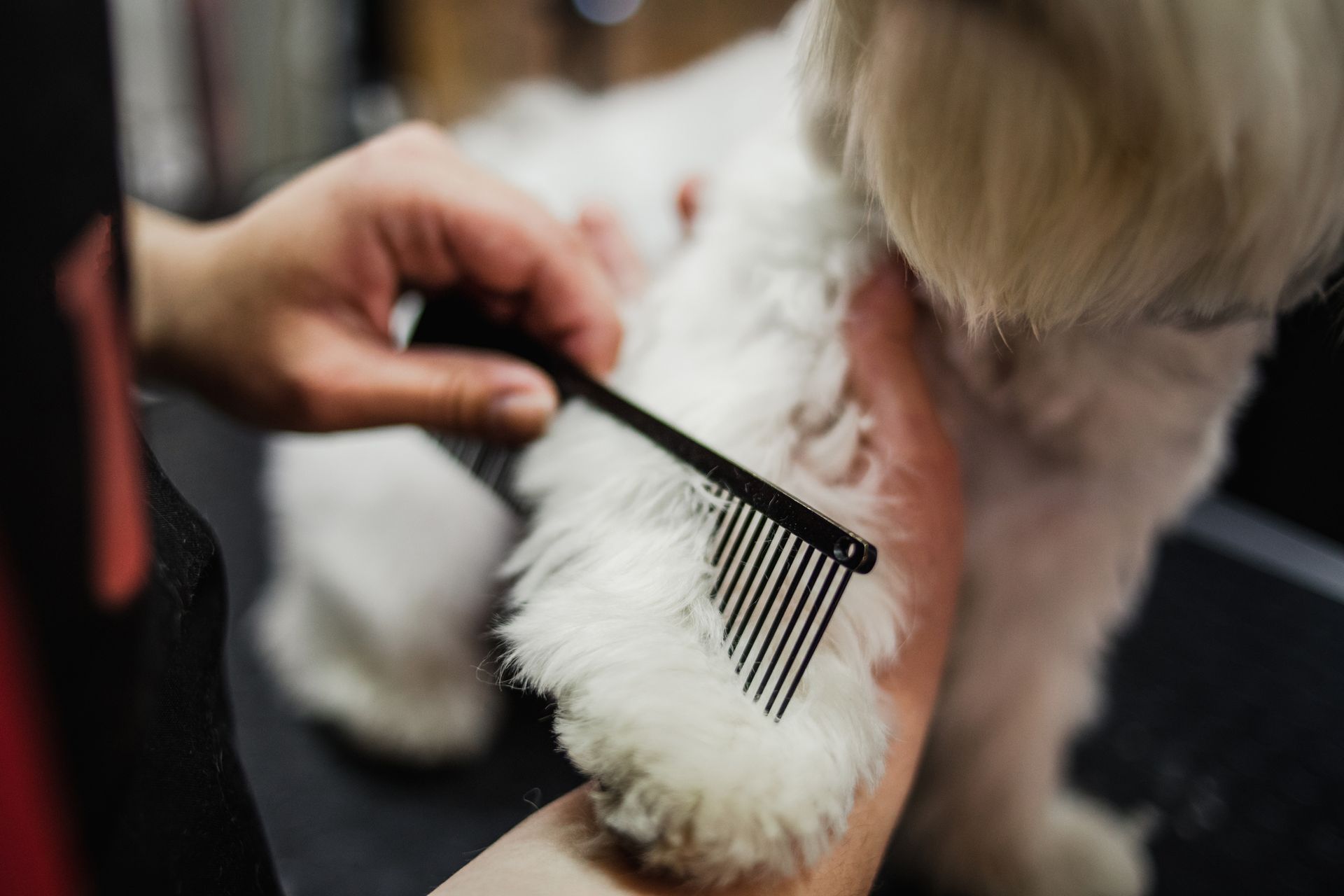 Expert Pet Grooming Shreveport, LA Paradise Pet Grooming