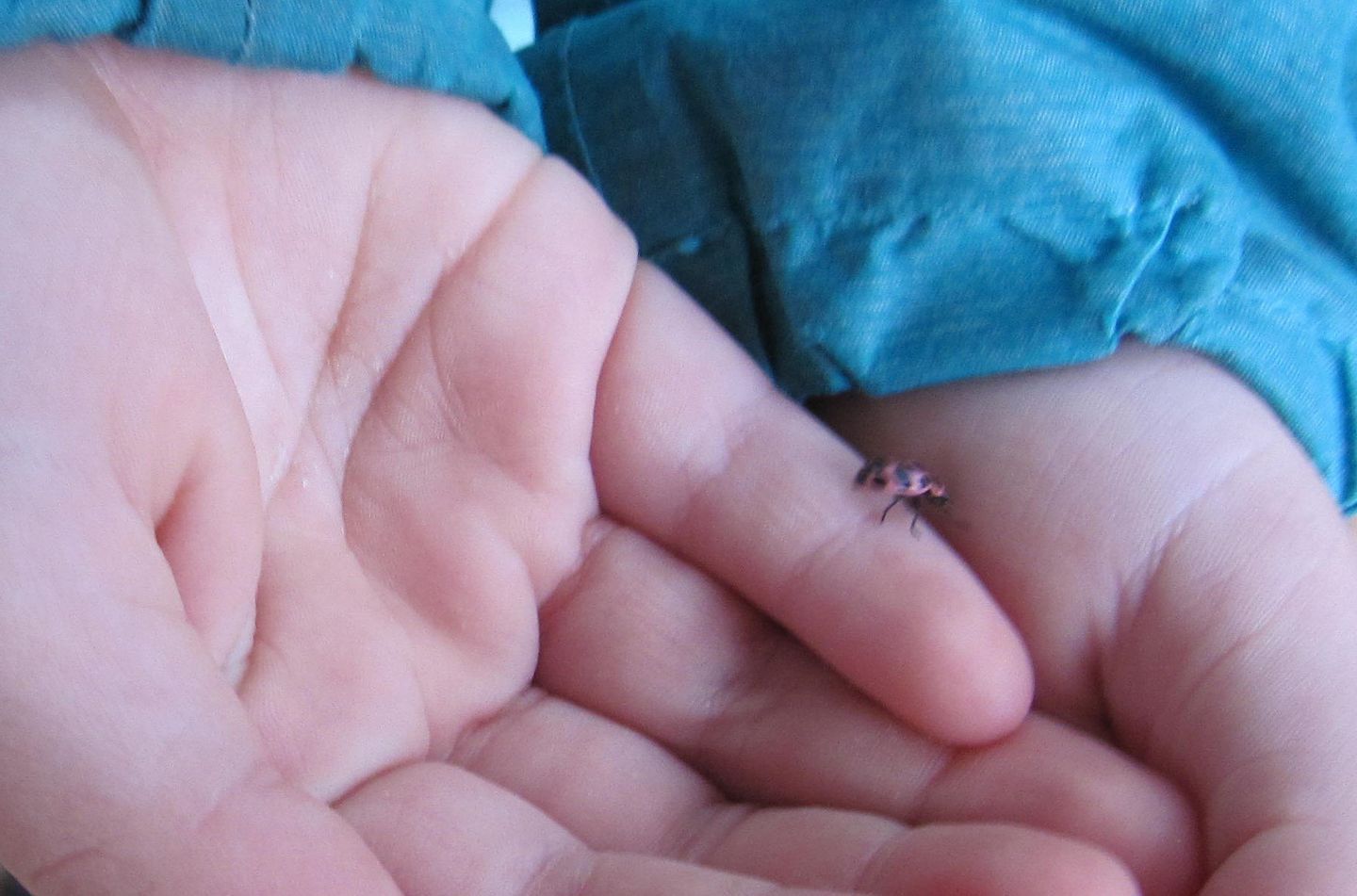 Close-up of a person's hands cradling a tiny spider on a fingertip