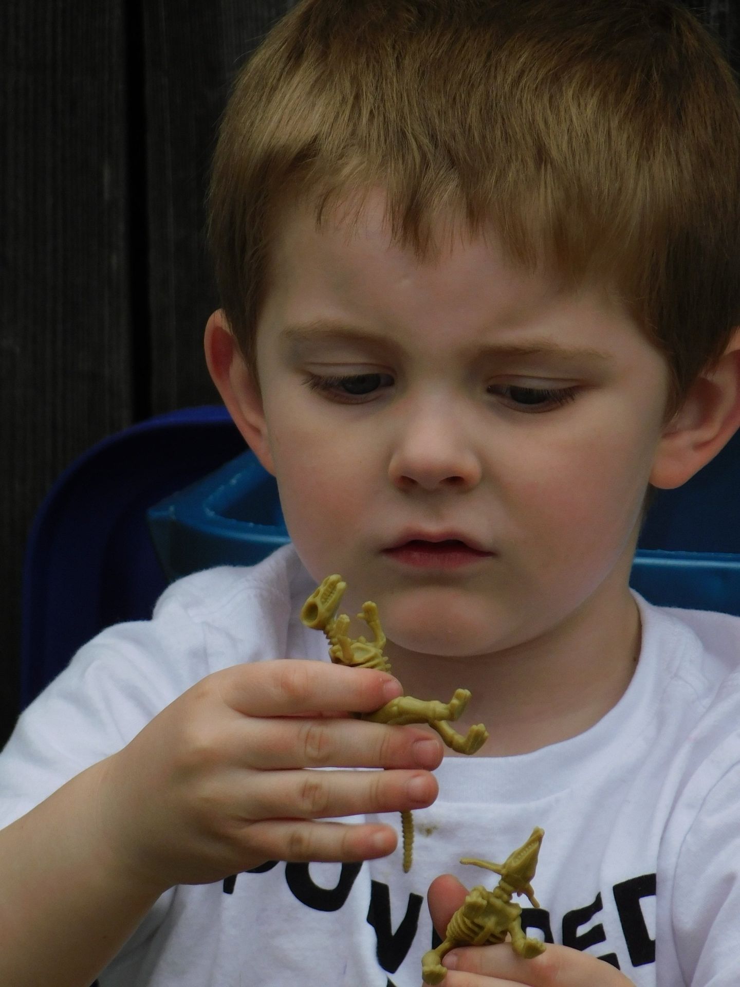 Young child with fair skin and brown hair looking intently at two small dinosaur toys in his hands