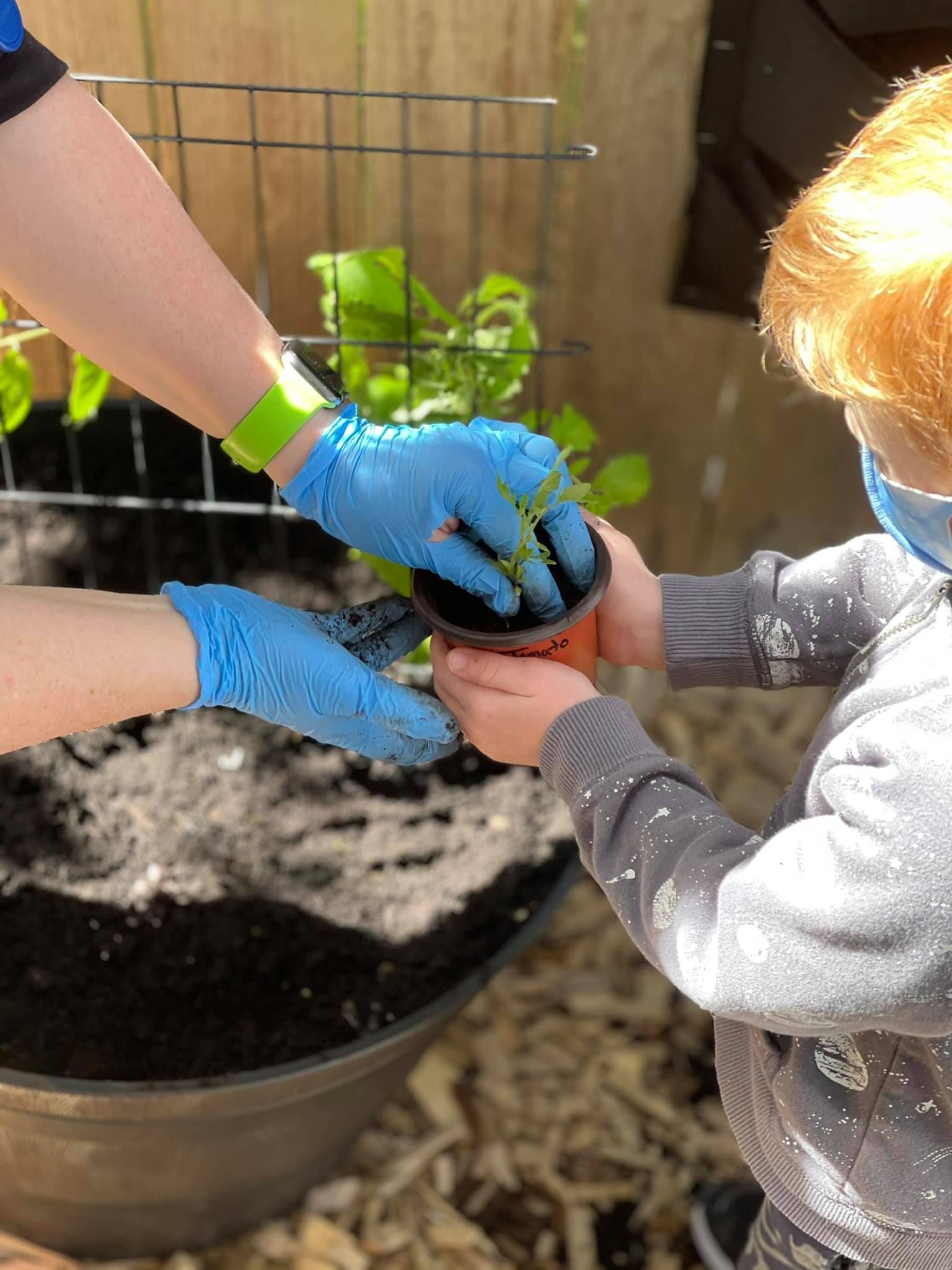 Person and child plant seedlings into a pot
