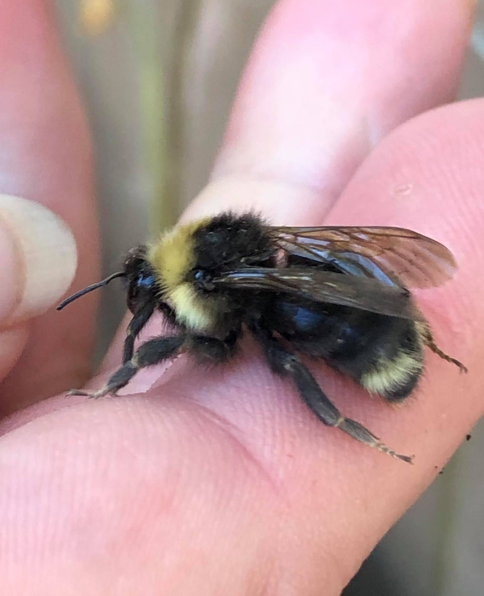 A fluffy black and yellow bumblebee rests on a person's hand