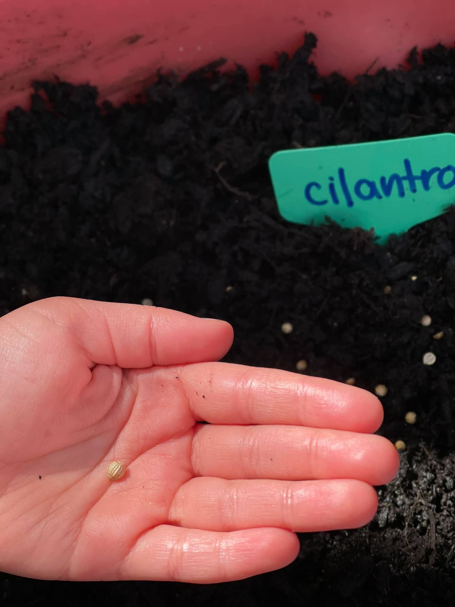 Hand holding a small, light seed near dark soil