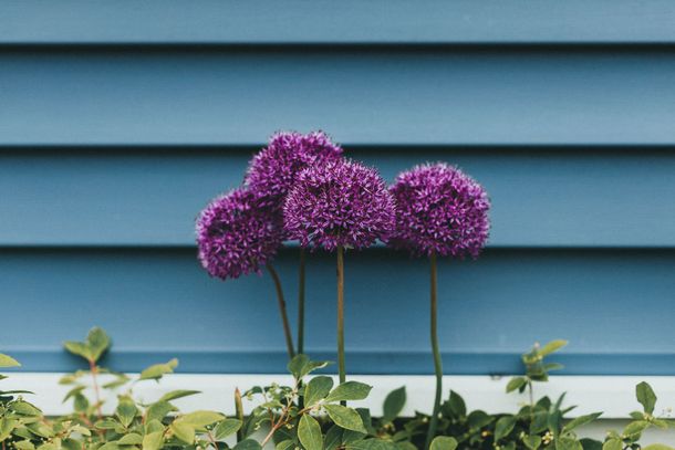 blue siding with purple flowers in front