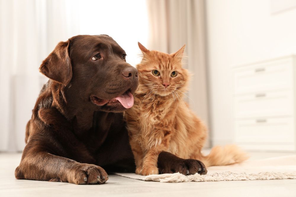 A Dog and A Cat Are Laying Next to Each Other on The Floor - Healthy Cleaning Solutions in Scotts Head, NSW