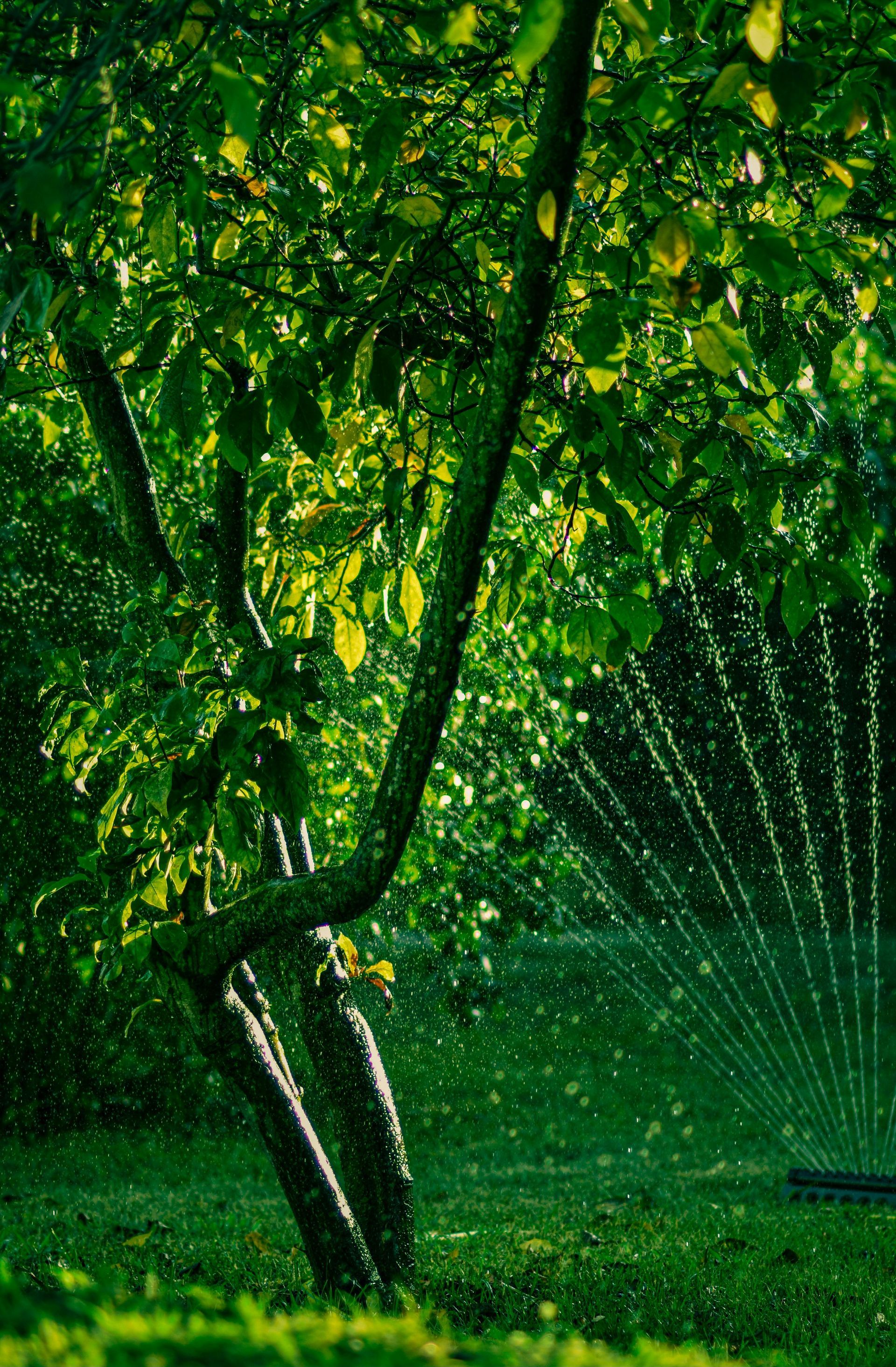 photo of grass and tree with water sprinkler turned on