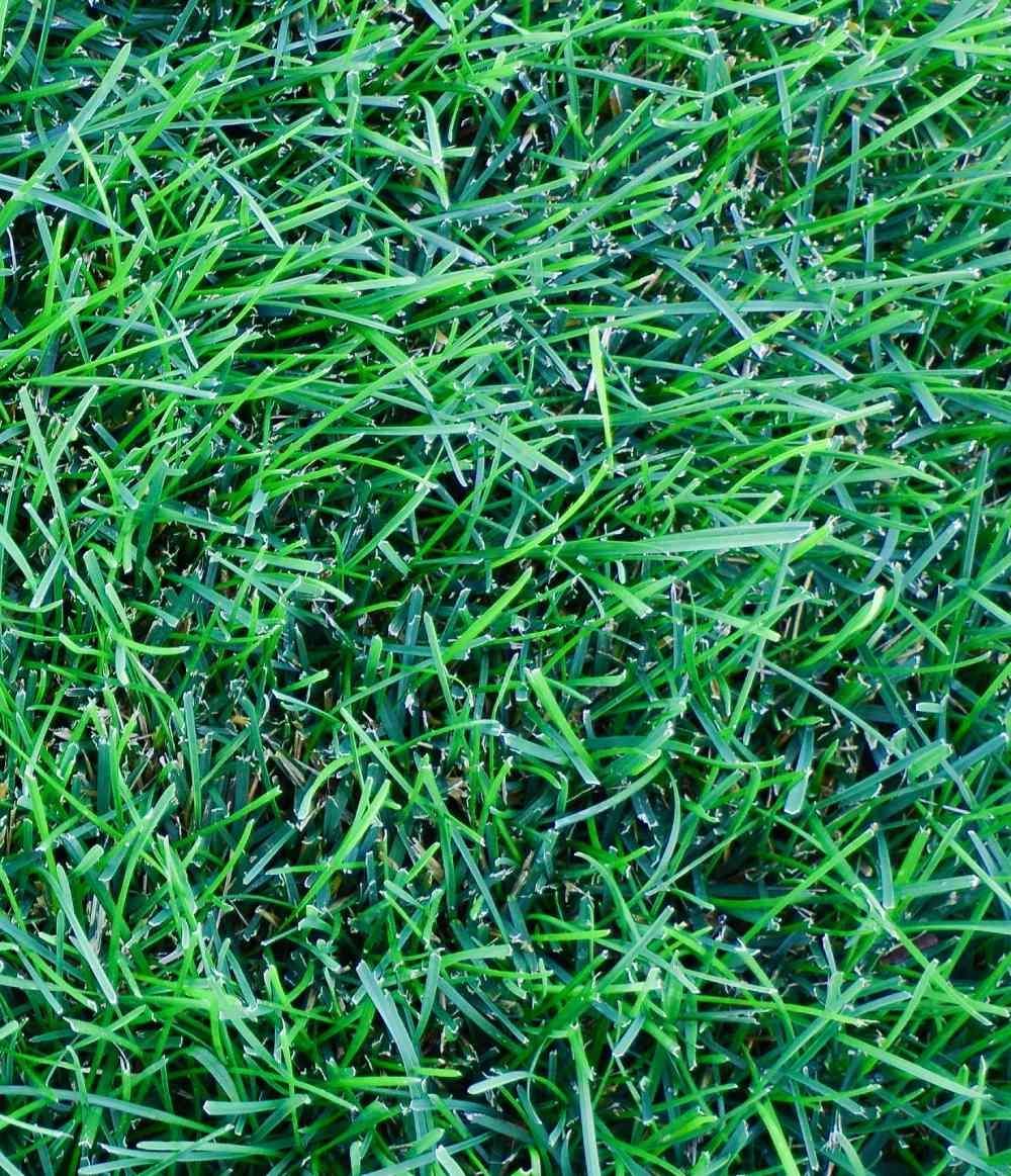 Close-up of green grass blades with scattered dew drops