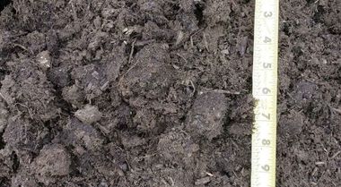 Dark soil clumps beside a vertical measuring tape showing scale markings