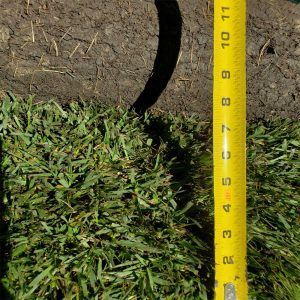 Grass patch beside a yellow measuring tape on dry soil, with a curved dark pipe overhead