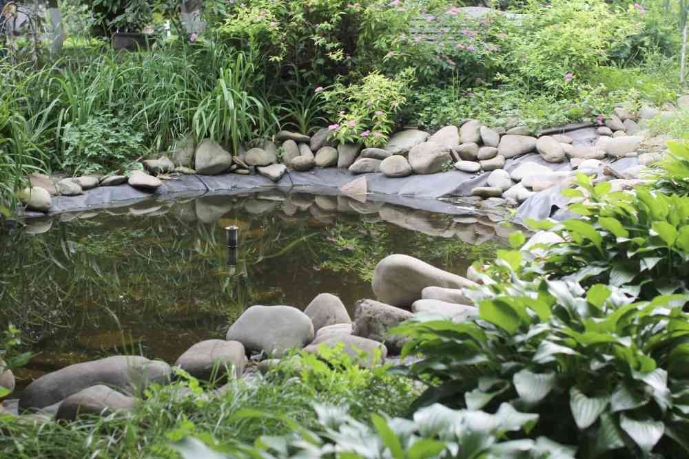 Small garden pond surrounded by rocks and lush green plants, with calm water reflecting greenery.