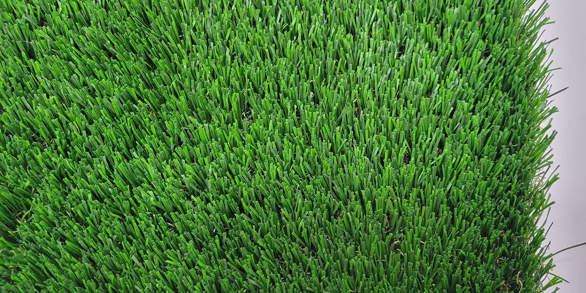 Dense green grass filling the frame