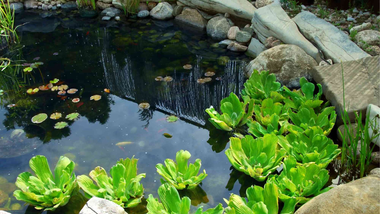Garden pond with dark water, lily pads, and bright green plants among rocks