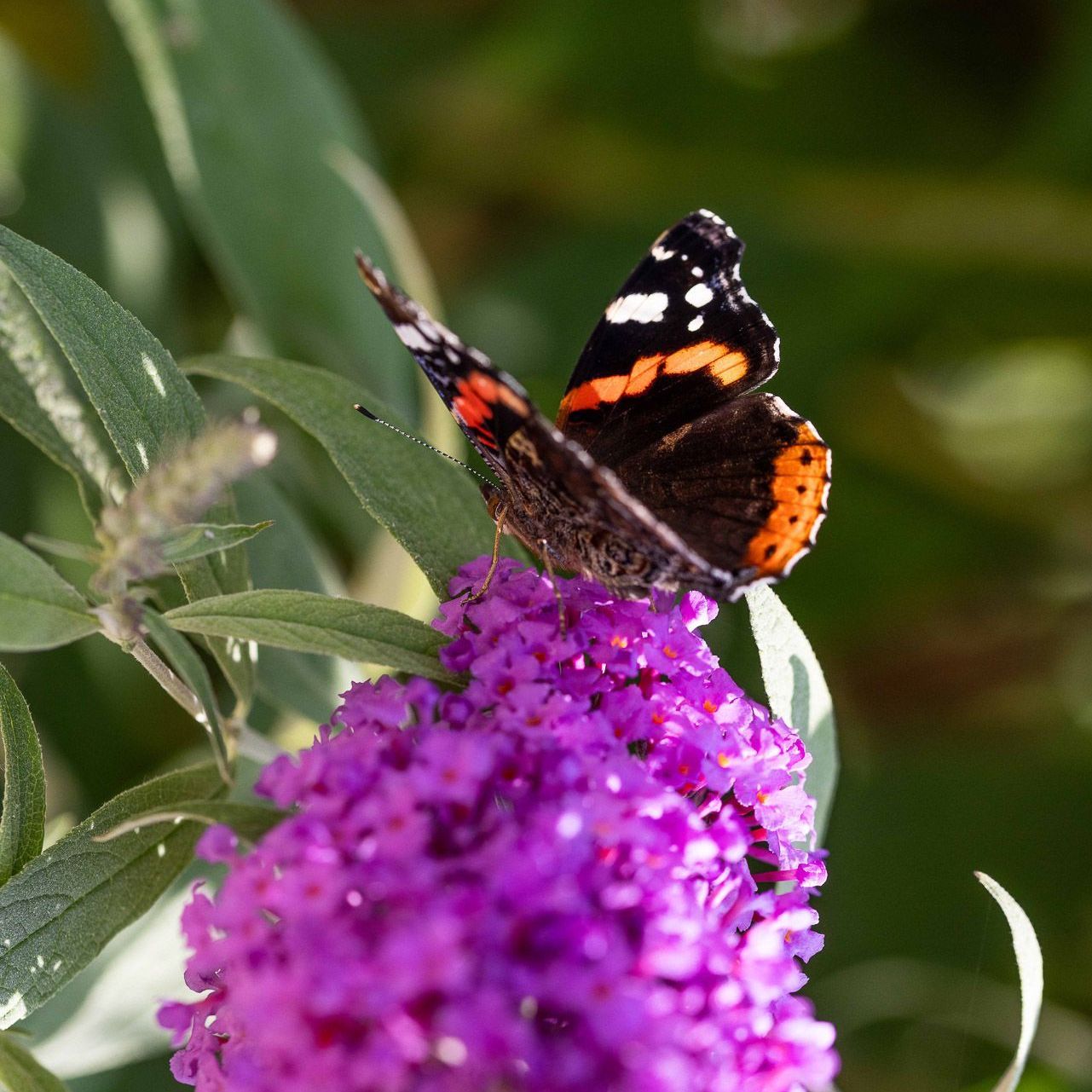 Natuur als bondgenoot