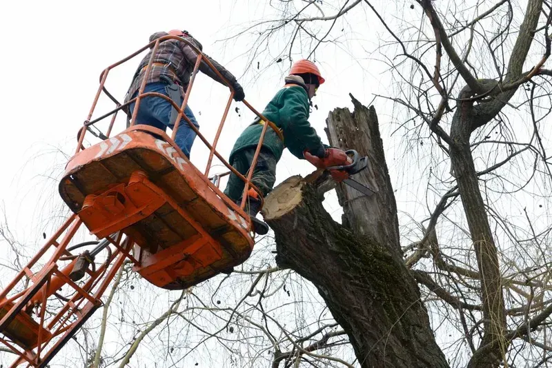 Two Workers in a Bucket Lift Use a Chainsaw to Trim a Large, Weathered Tree — Copp & Co Civil Plant Hire in Mount Julian, QLD