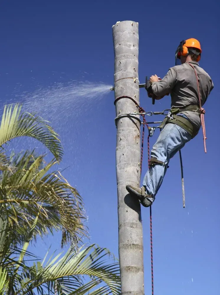 A Worker in Safety Gear Uses a Chainsaw to Cut a Tall Palm Tree — Copp & Co Civil Plant Hire in Mount Julian, QLD