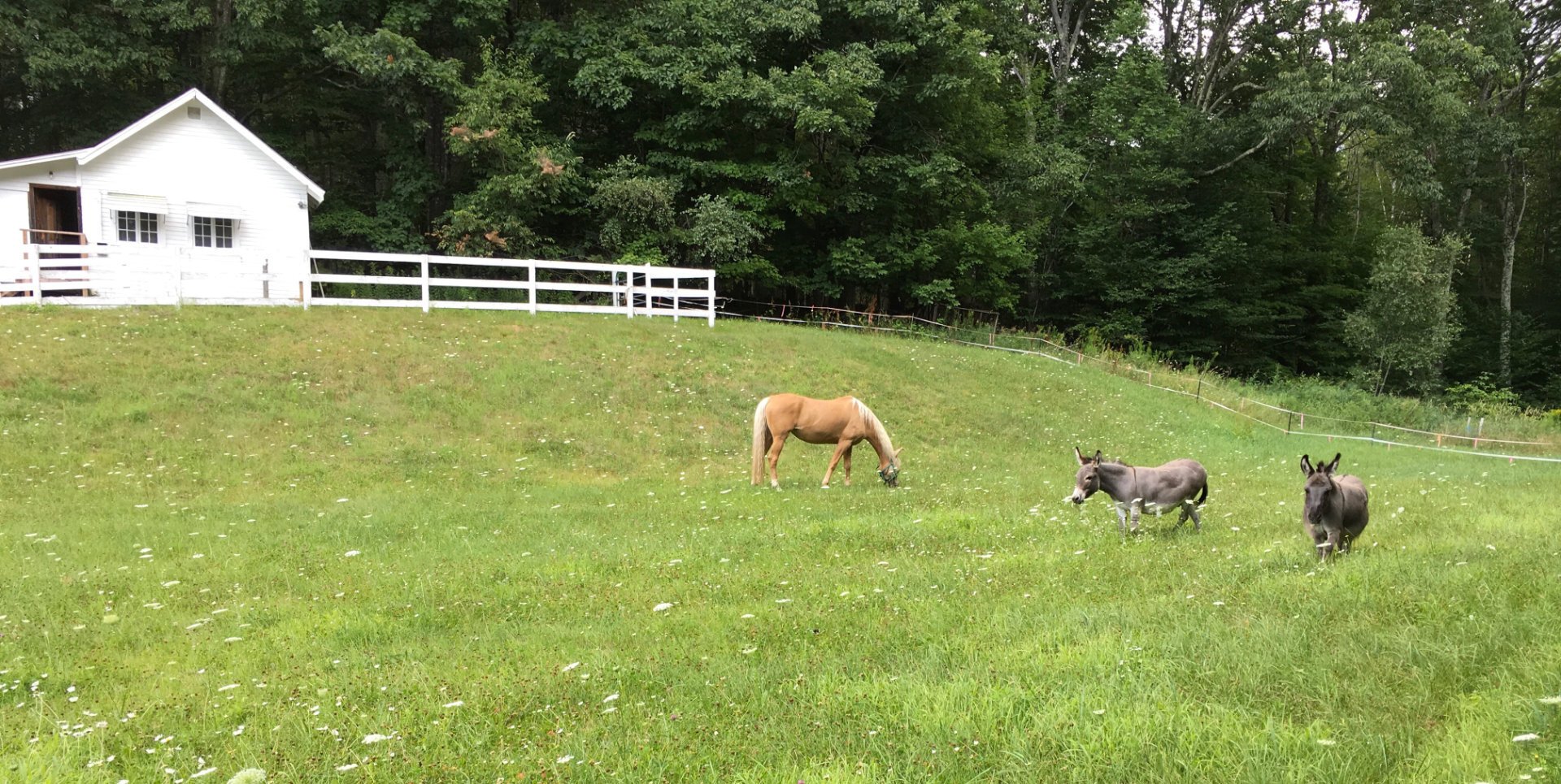 Pest Control in New Hampshire Safe For Humans, Pets & The Environment