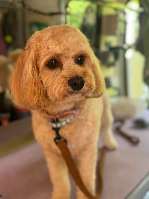 The Pawsitively Divine Van PawsitivelyDivine Banbury Dog Grooming