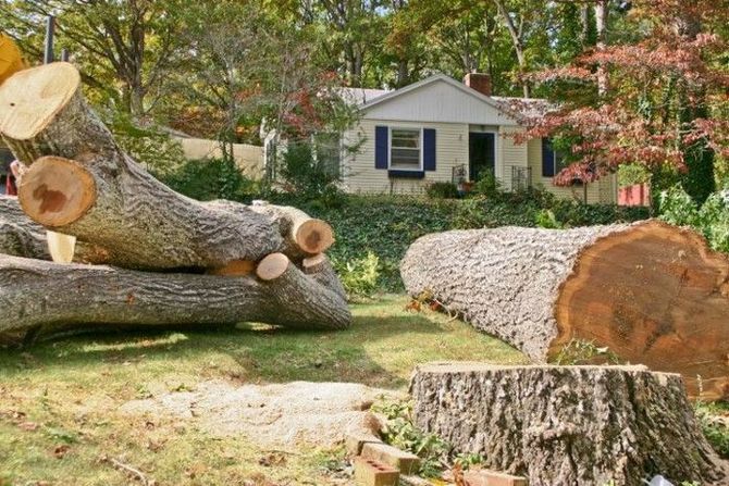 Large sectioned tree trunks on a residential lawn after removal.