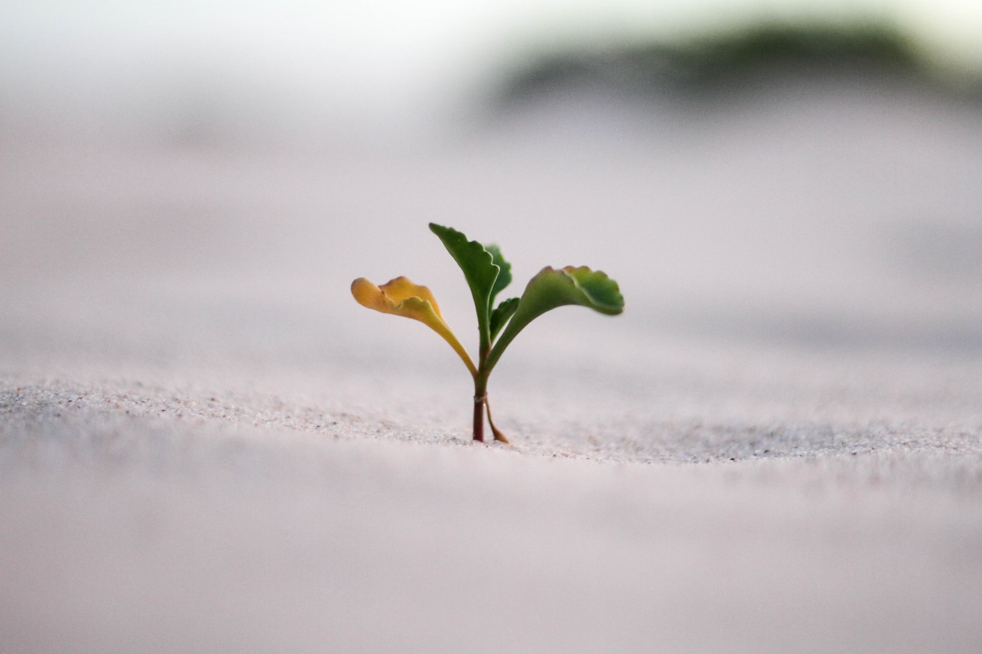 Two small plants are growing out of the snow.