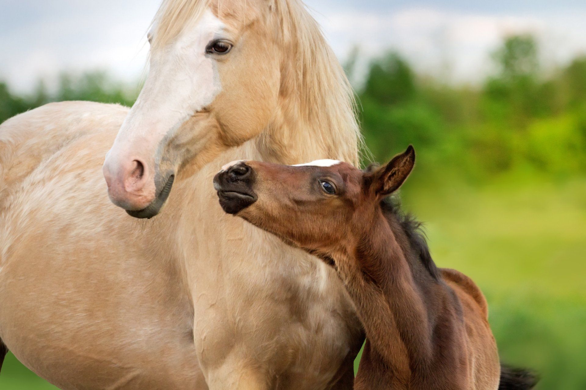 Un cavallo palomino e un puledro marrone scuro si strofinano il muso in un campo erboso.