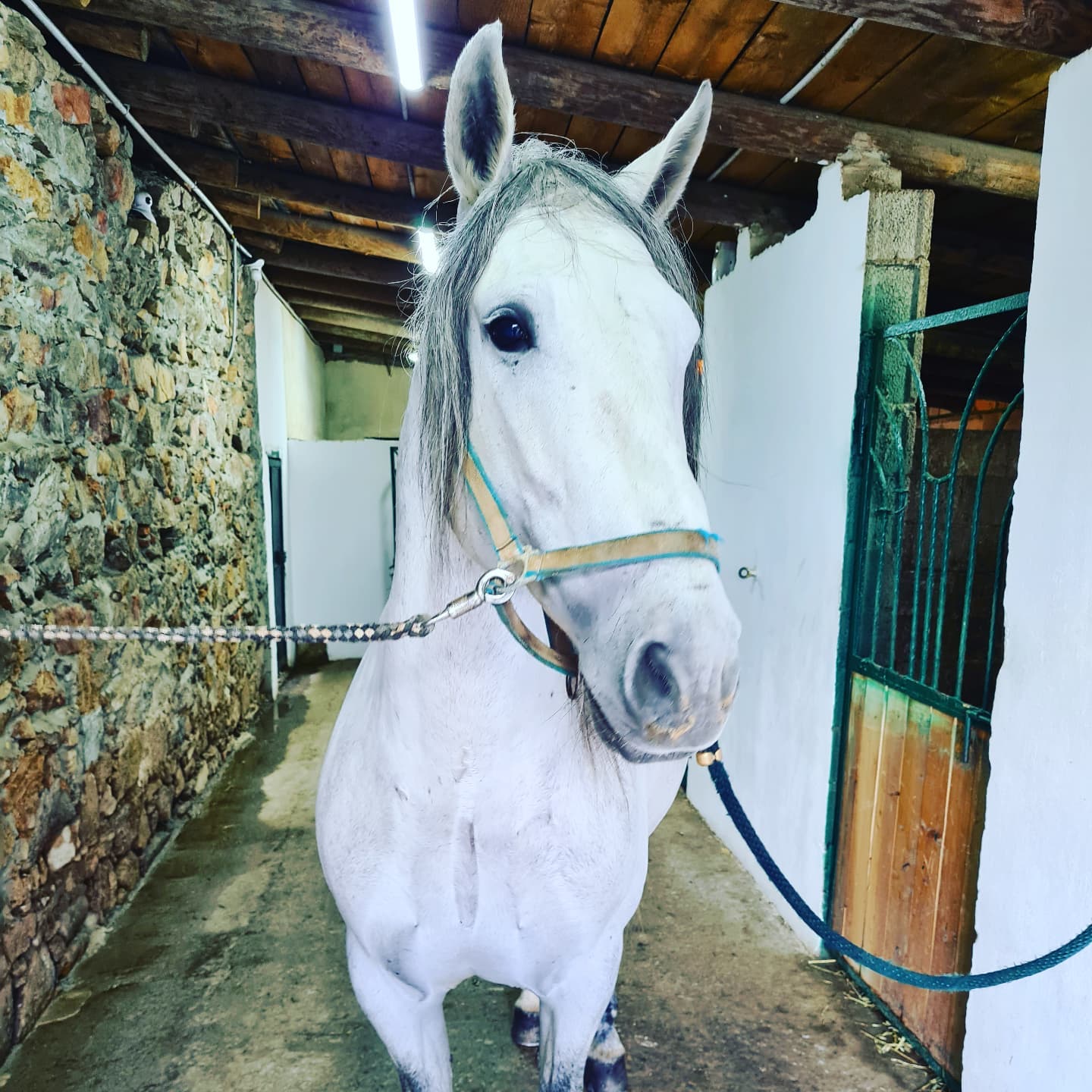 cavallo