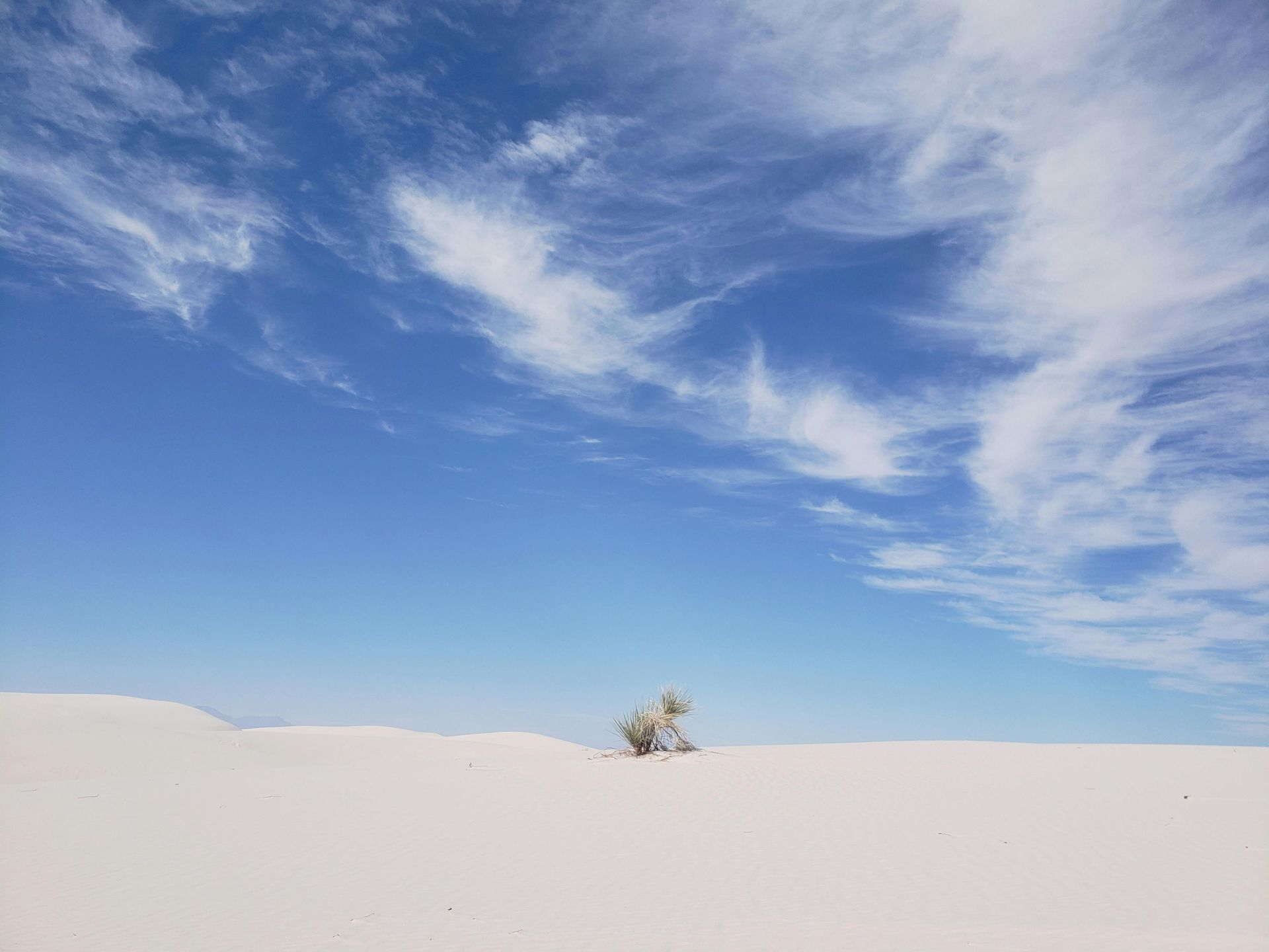 There is a tree in the middle of the desert.