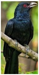 Een zwarte vogel met rode ogen zit op een boomtak.