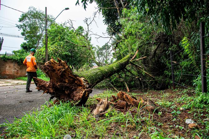 Worker beside uprooted tree blocking a road after a storm