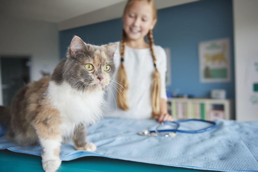 Vet Examining a Cat — Veterinary Services In Killarney Vale, NSW