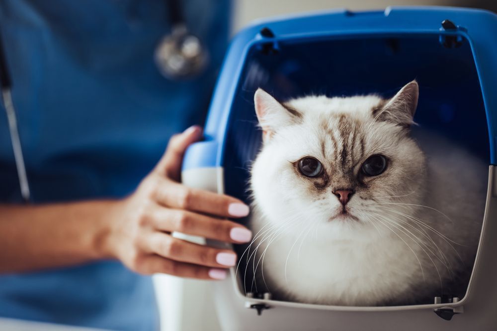 Veterinarians With A Beautiful Cat — Veterinary Services In Killarney Vale, NSW