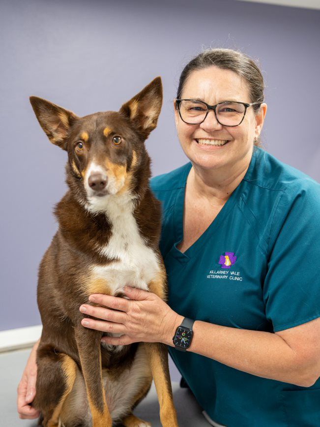 Dog And Veterinarian — Veterinary Services In Killarney Vale, NSW