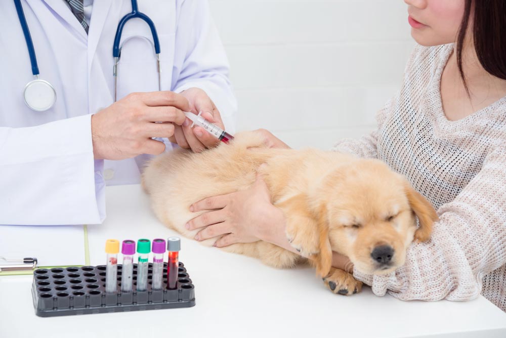 Vet Drawing Blood From Golden Retriever — Veterinary Services In Killarney Vale, NSW