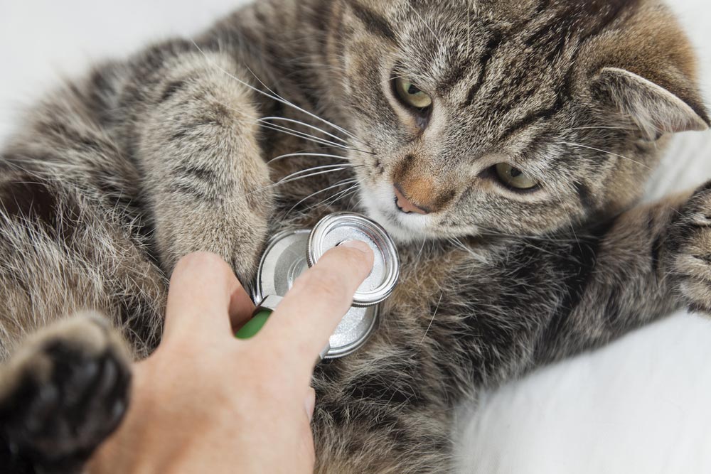 Cat in Vet Clinic for a Health Check — Veterinary Services In Killarney Vale, NSW