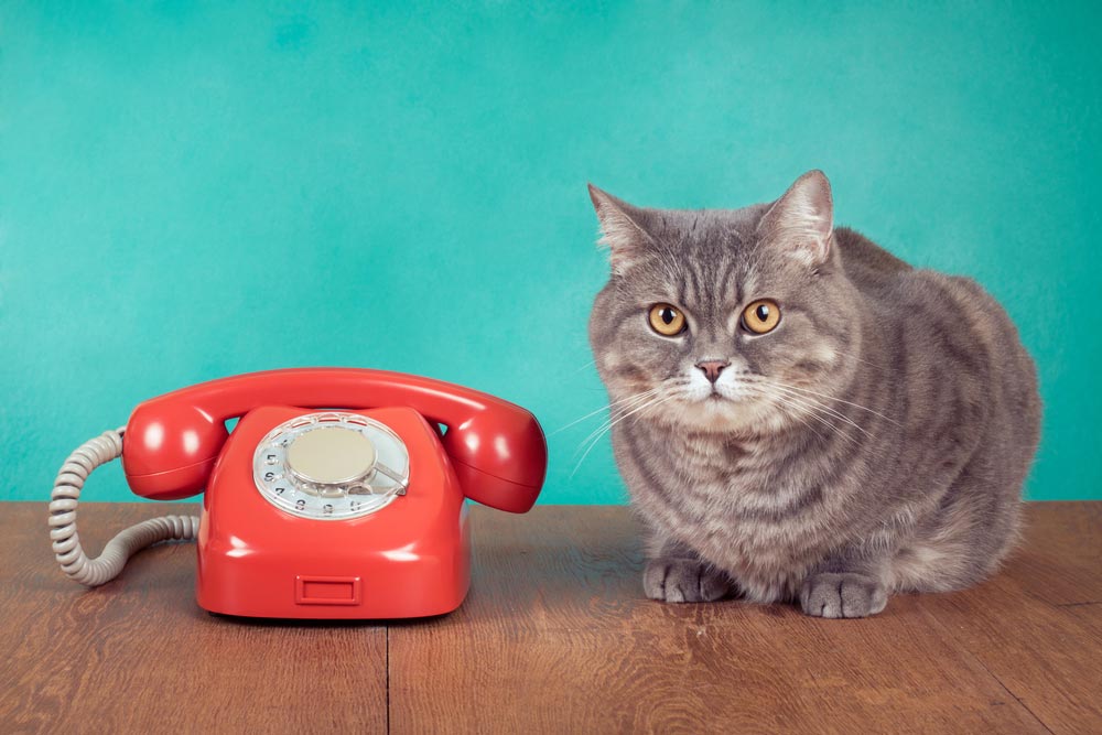 Cat Sitting Beside A Telephone — Veterinary Services In Killarney Vale, NSW