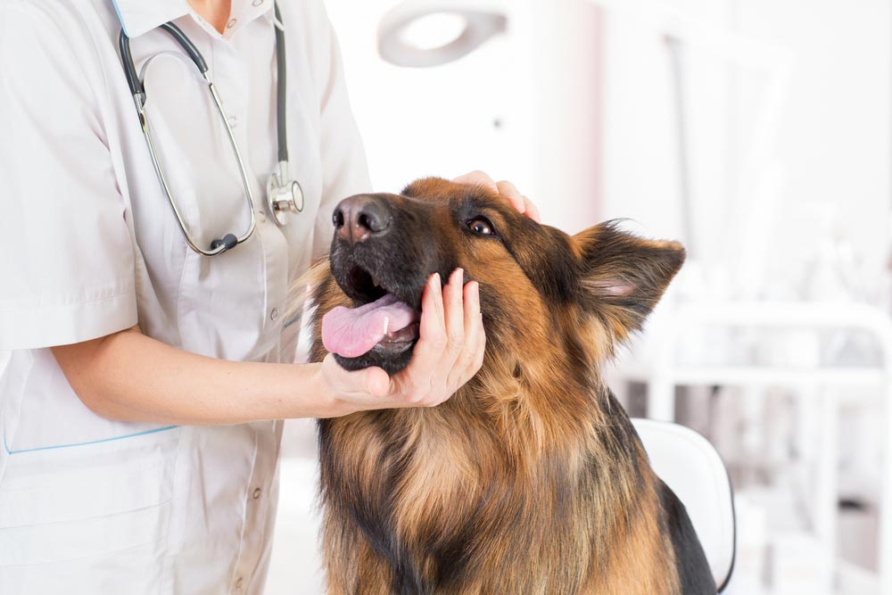 Clinical Dog Examination By Vet — Veterinary Services In Killarney Vale, NSW