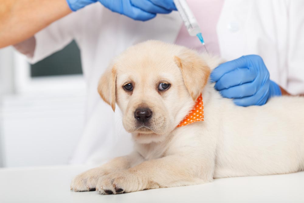 Cute Labrador Getting An Injection — Veterinary Services In Killarney Vale, NSW