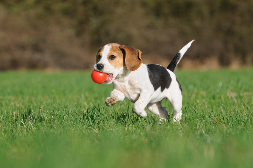Cute Puppy Running With a Ball in its Mouth — Veterinary Services In Killarney Vale, NSW