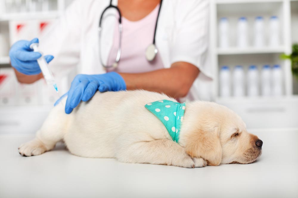 Cute Young Labrador Receiving Vaccination — Veterinary Services In Killarney Vale, NSW