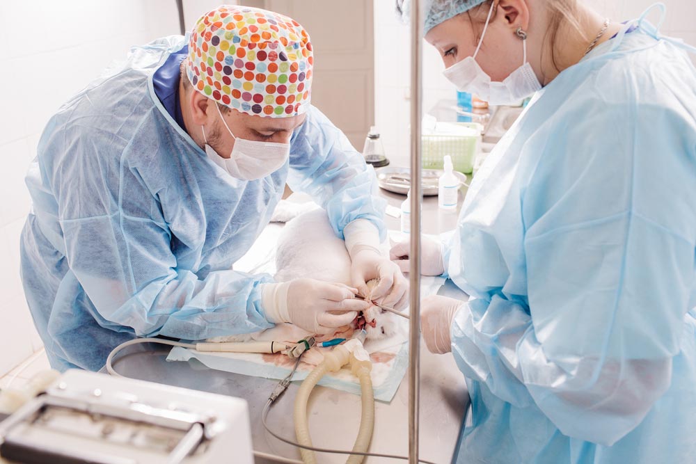 Dentists Treating Pet Teeth — Veterinary Services In Killarney Vale, NSW