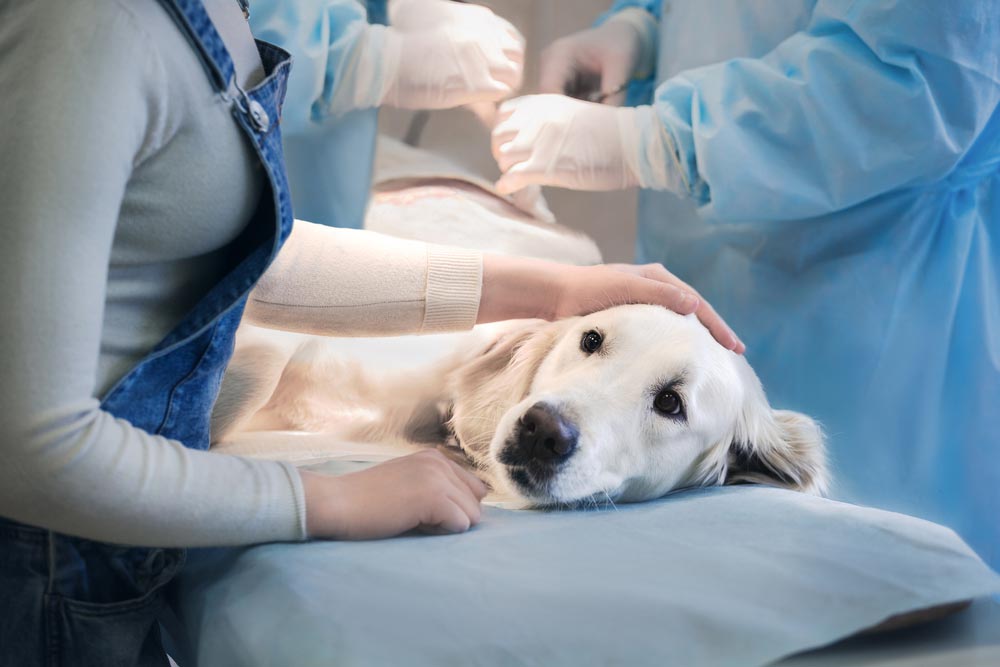 Dog Being Held While Having A Vaccine Shot — Veterinary Services In Killarney Vale, NSW