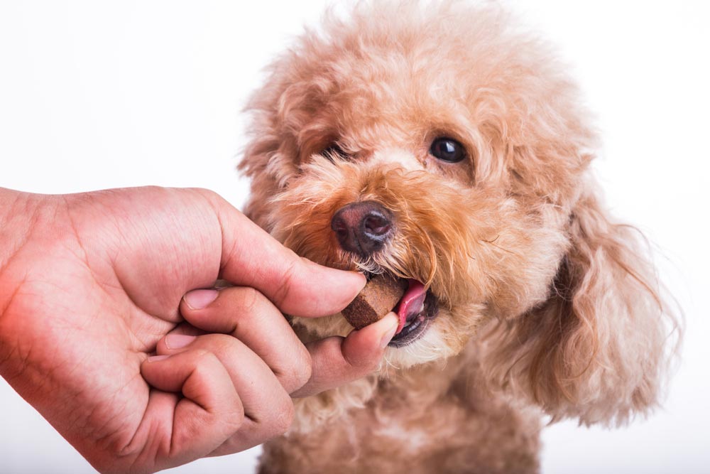 Dog Eating Chewable Tablets To Prevent Worms — Veterinary Services In Killarney Vale, NSW