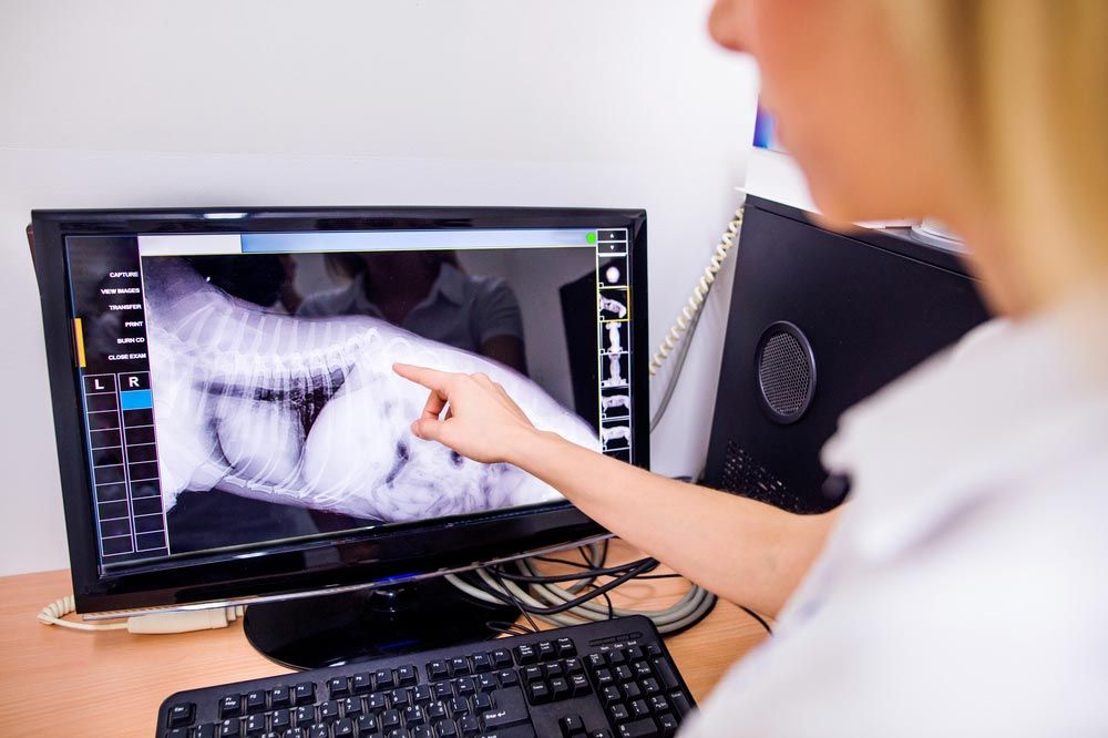 Female Veterinary Surgeon Examining X-ray of a Dog — Veterinary Services In Killarney Vale, NSW