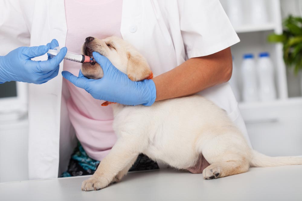 Labrador Receiving Medication — Veterinary Services In Killarney Vale, NSW