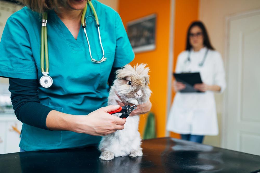 Rabbit At Veterinary Clinic — Veterinary Services In Killarney Vale, NSW