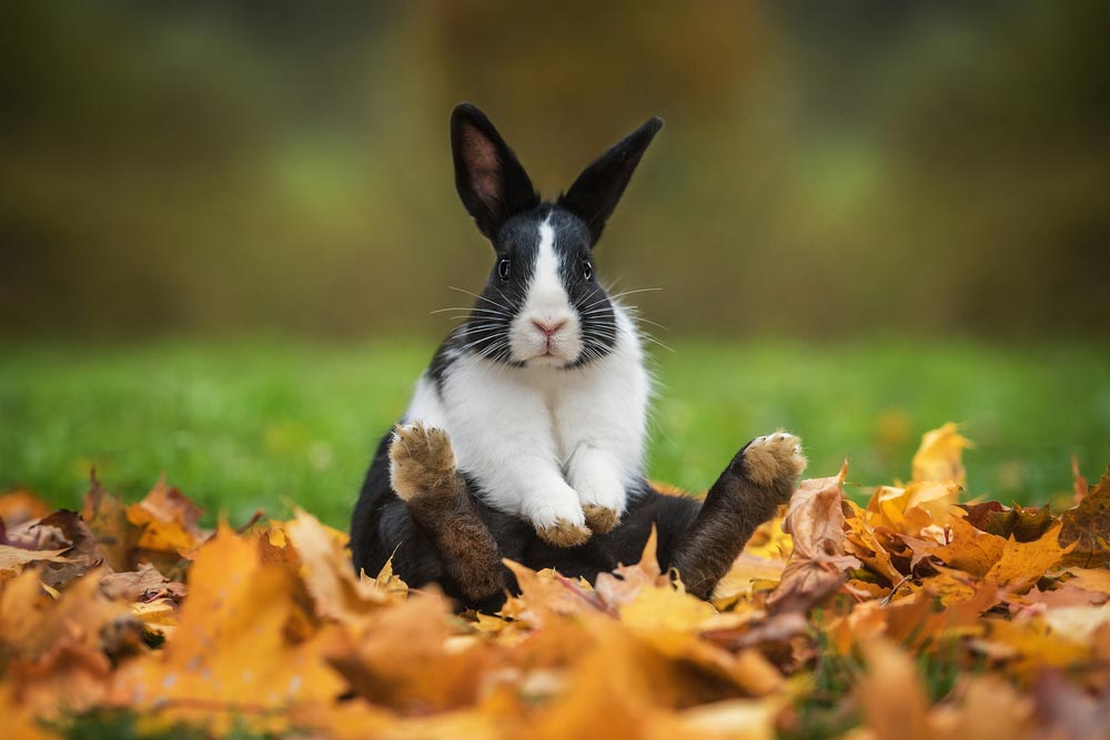 Little Rabbit Sitting On Leaves — Veterinary Services In Killarney Vale, NSW