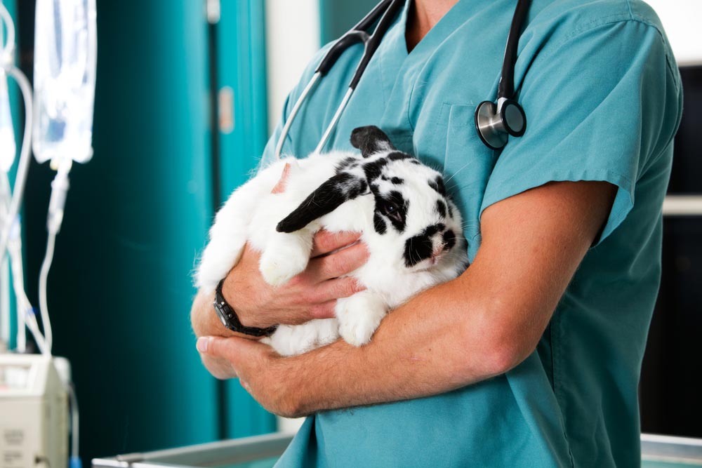 Vet Examining Grey Cat — Veterinary Services In Killarney Vale, NSW