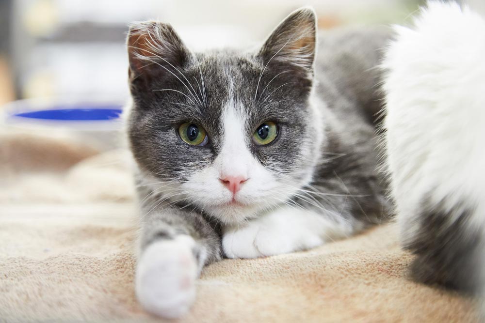 Relaxed Grey And White Cat — Veterinary Services In Killarney Vale, NSW