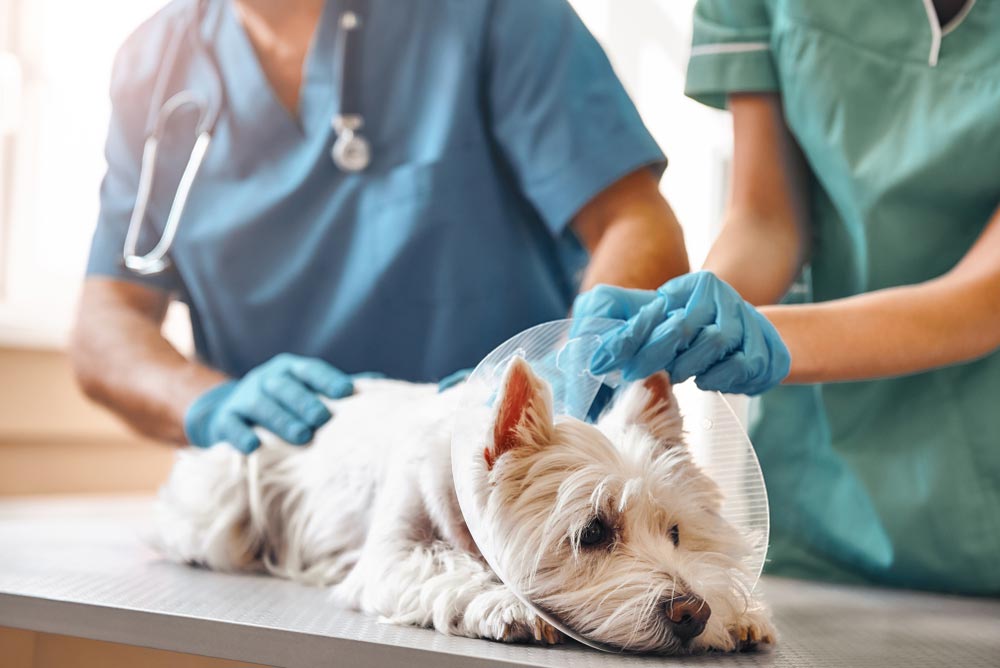 Two Vets Examining a Dog Wearing a Protective Collar — Veterinary Services In Killarney Vale, NSW