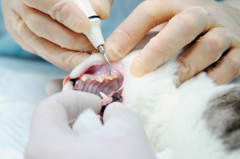 Vet Cleaning Cat Teeth — Veterinary Services In Killarney Vale, NSW