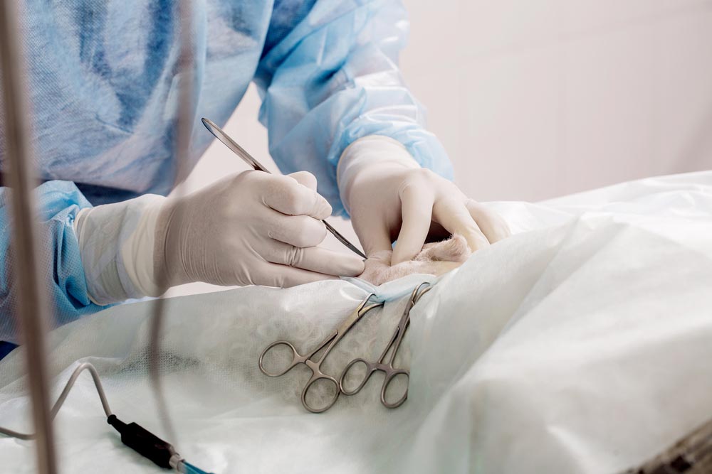 Vet Doing Surgery — Veterinary Services In Killarney Vale, NSW